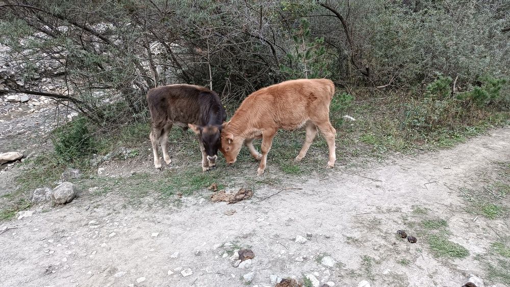 Фотография автора Курбан Курбаналиев