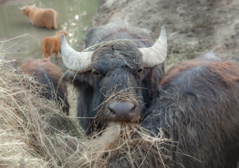 Photograph by andrei zorin