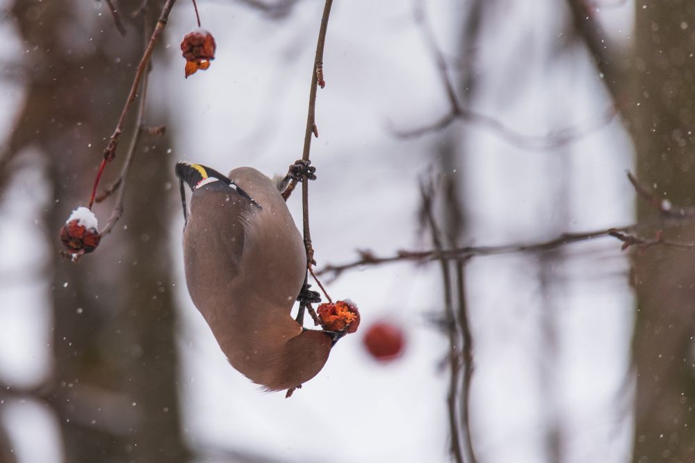Photograph by Виктор Евстратов