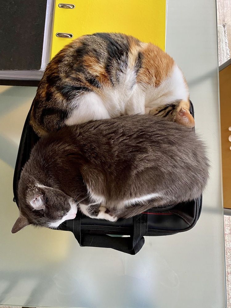 Photograph by Luís Damas