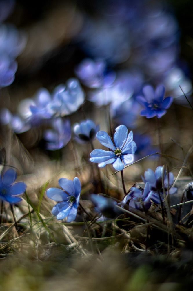 Photograph by Anna Suchcicka