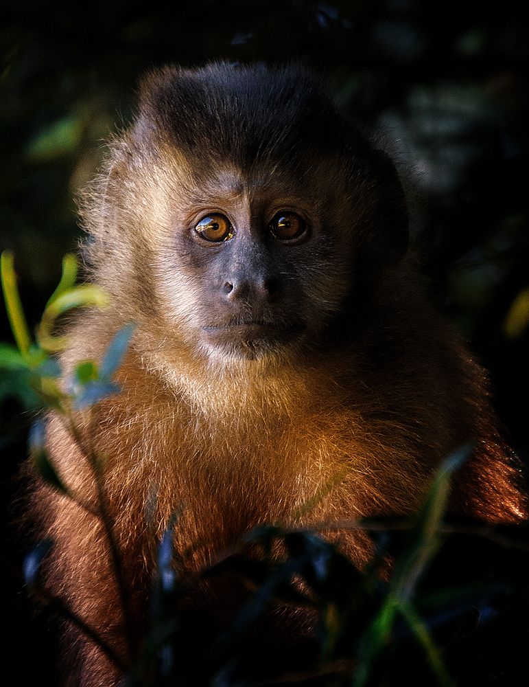 Photograph by Luiz Anelli