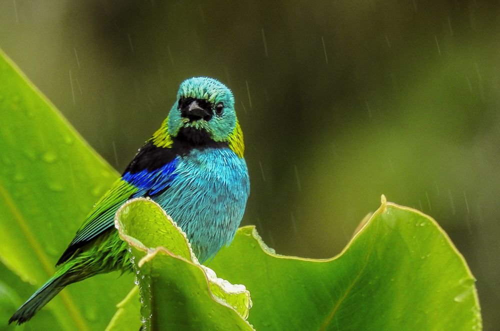 Photograph by Luiz Anelli