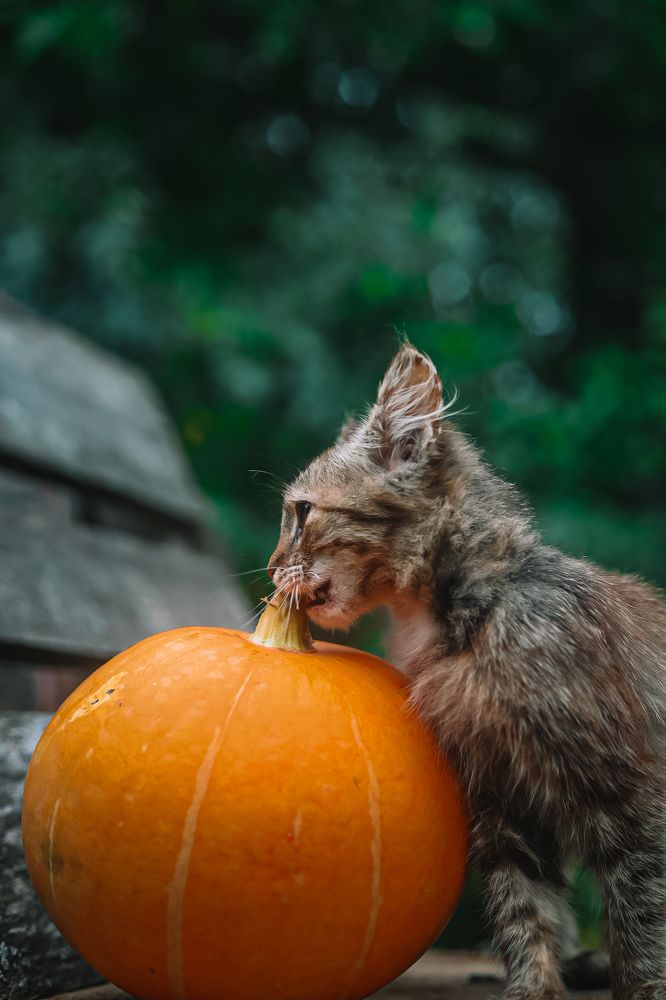 Photograph by Руслана Ковалевская