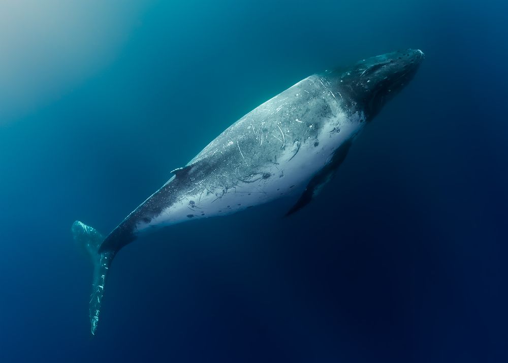 Humpback Whale Calf in Tonga vavau