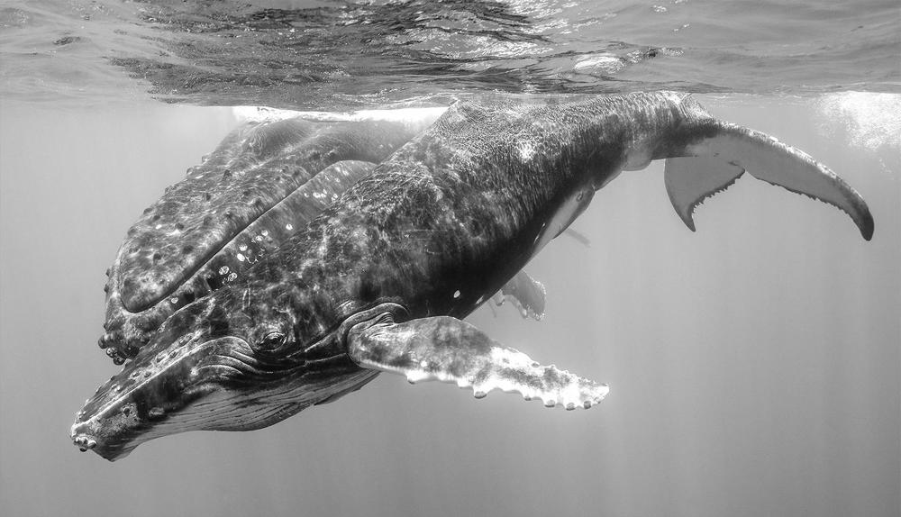 Photograph by wen hua chen