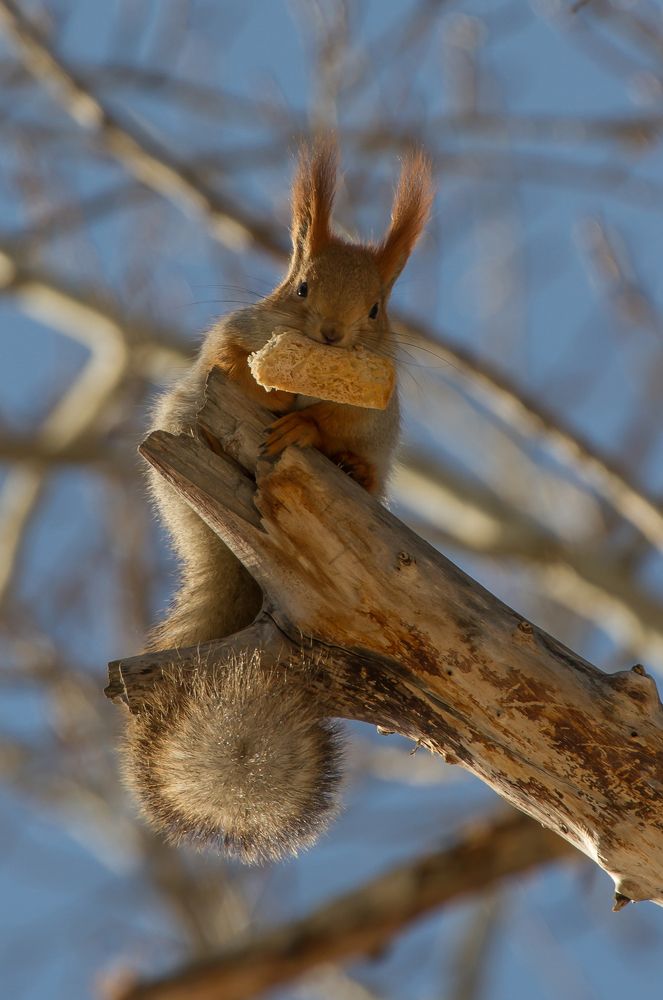 Фотография автора Andrey Pristyazhnyuk