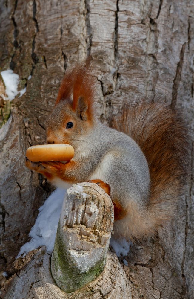 Фотография автора Andrey Pristyazhnyuk