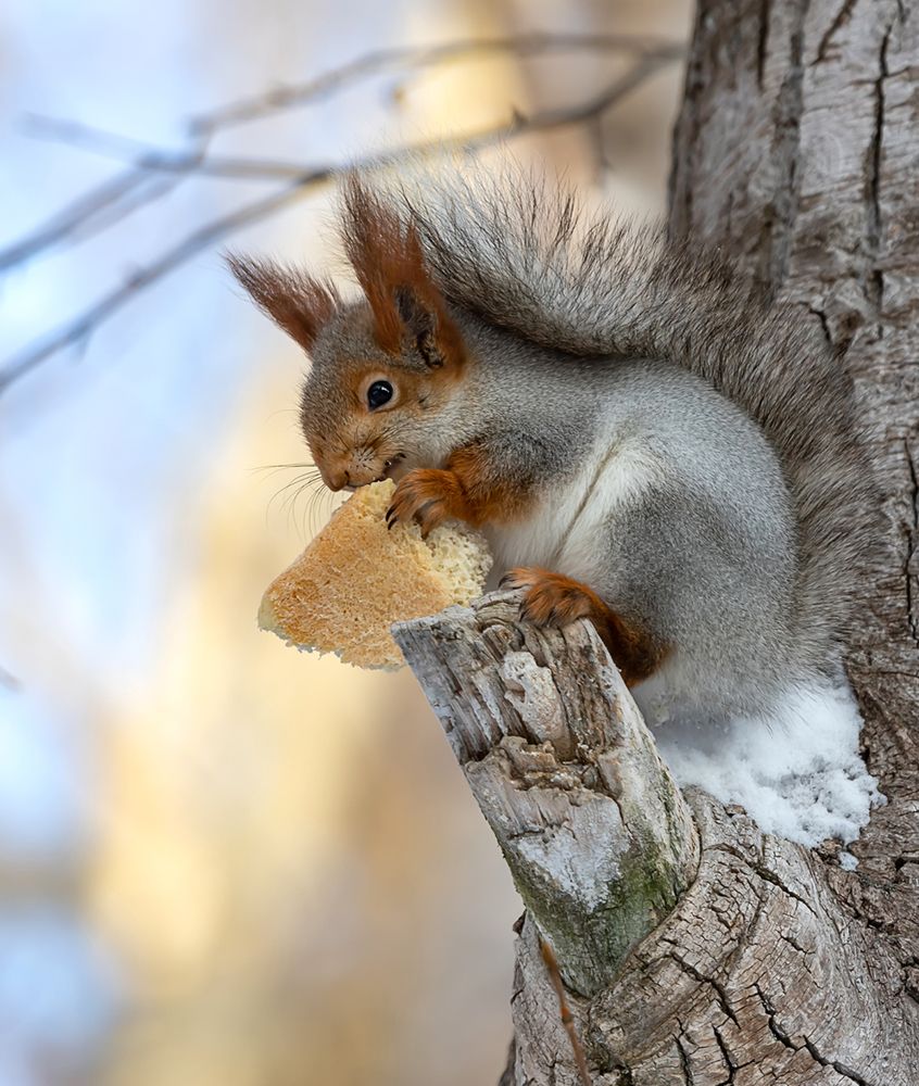 Фотография автора Andrey Pristyazhnyuk