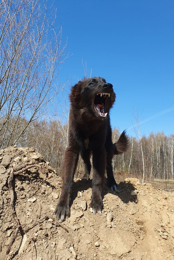Фотография автора Надежда Лисицына