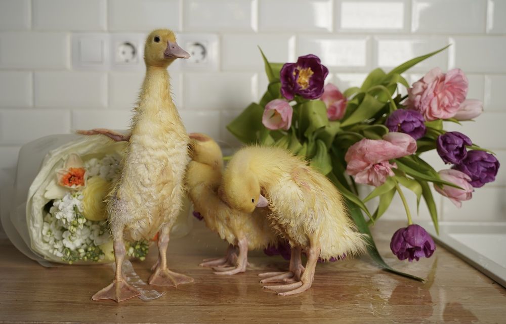 Photograph by Татьяна Собина