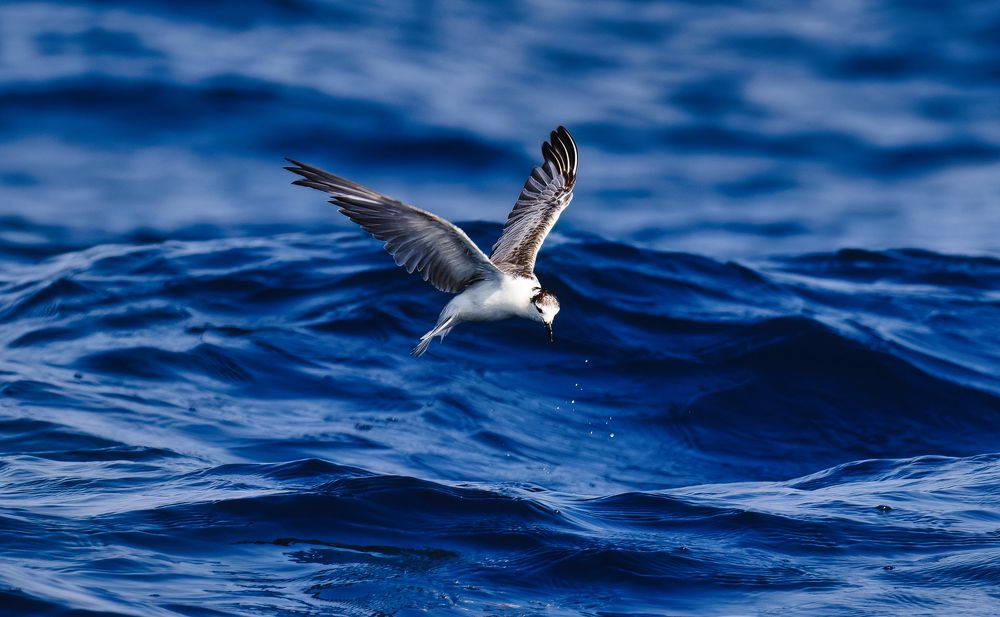 Photograph by wen hua chen