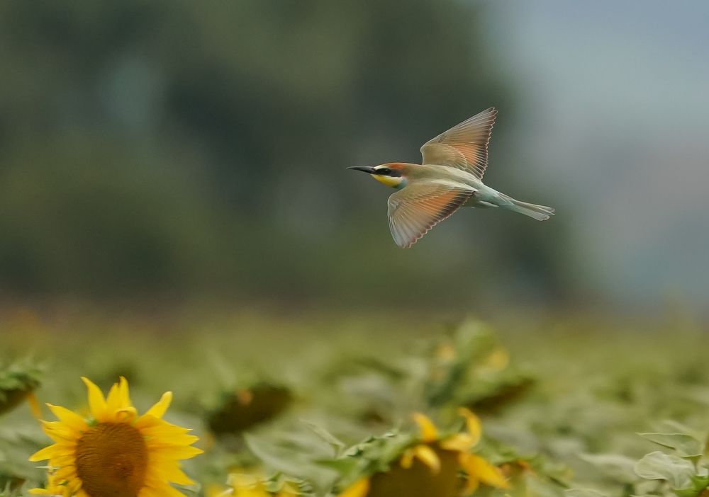 Photograph by Krasimir Georgiev