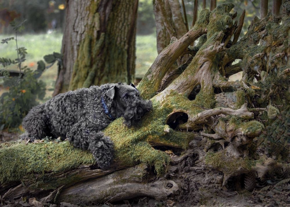 Photograph by Комплиментова