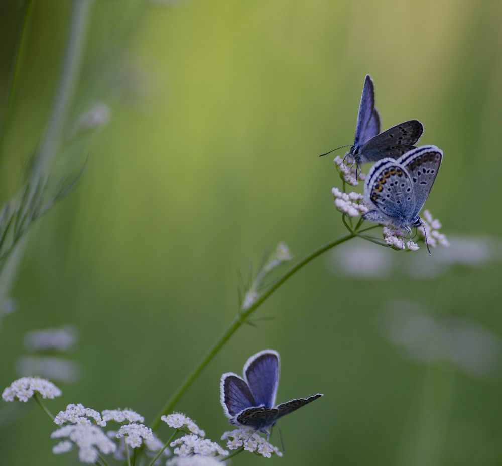 Photograph by Эльвира Быкова