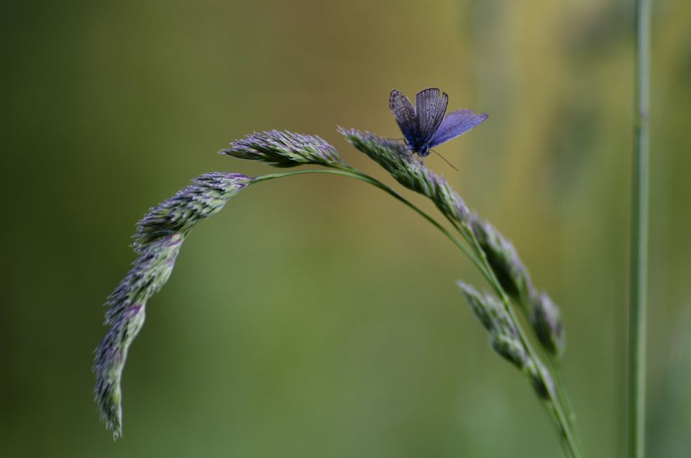 Photograph by Эльвира Быкова