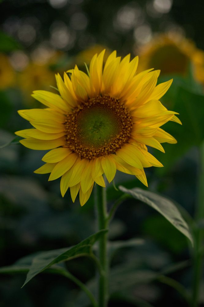 Photograph by Юлия Муртузова