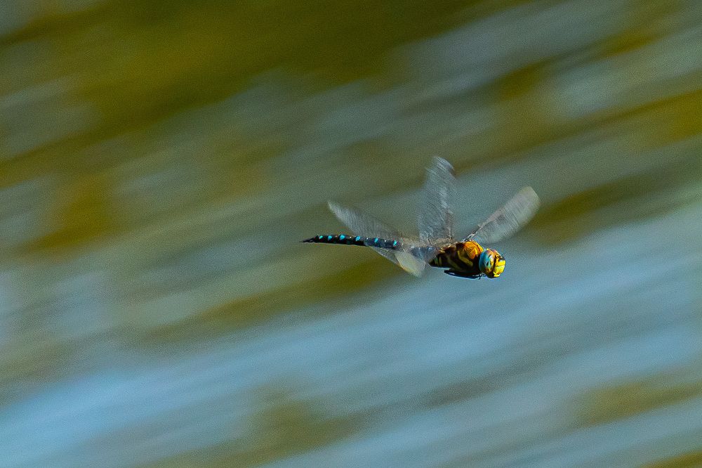 Фотография автора Николай Бологов