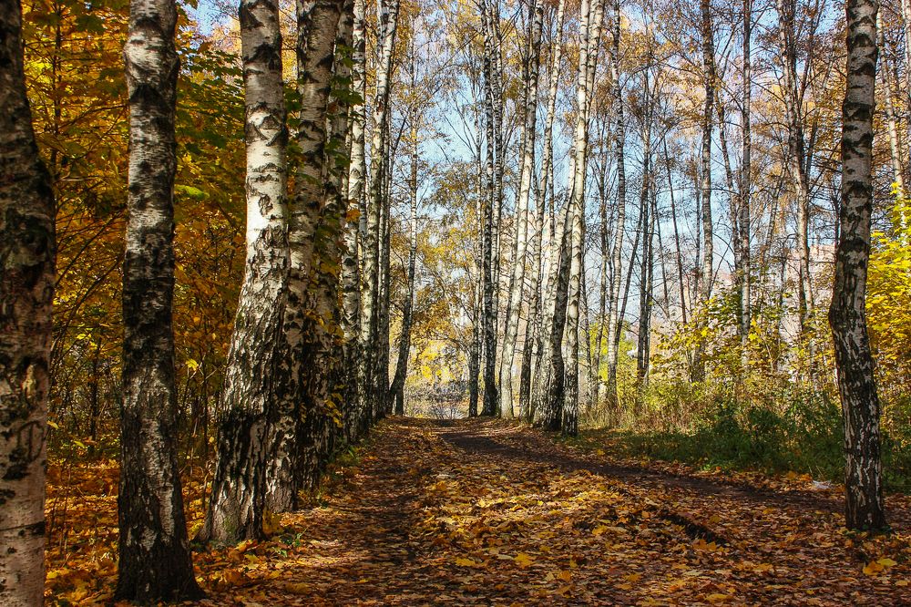 Photograph by Елена Шахова