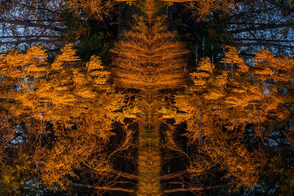 Симетрия осени