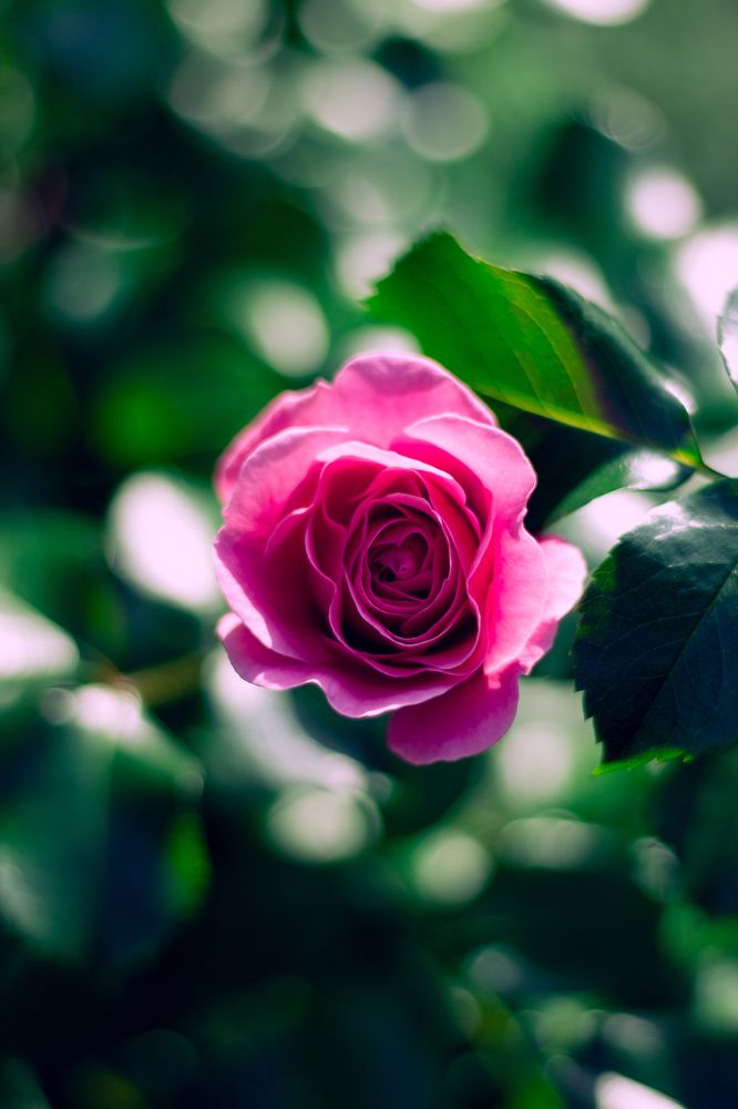 Фотография автора Ольга Войтехович