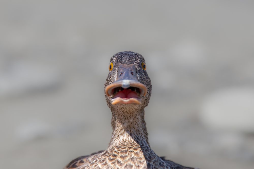 Photograph by Николай Абрамов