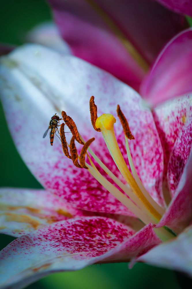 Photograph by Алексей Еремеев