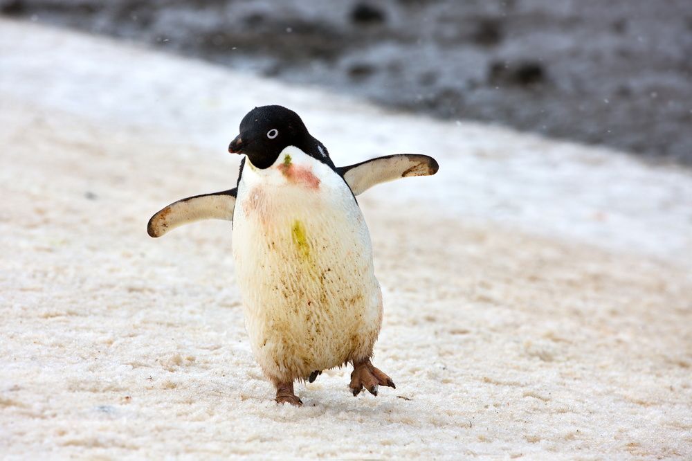 Возвращение с корпоратива