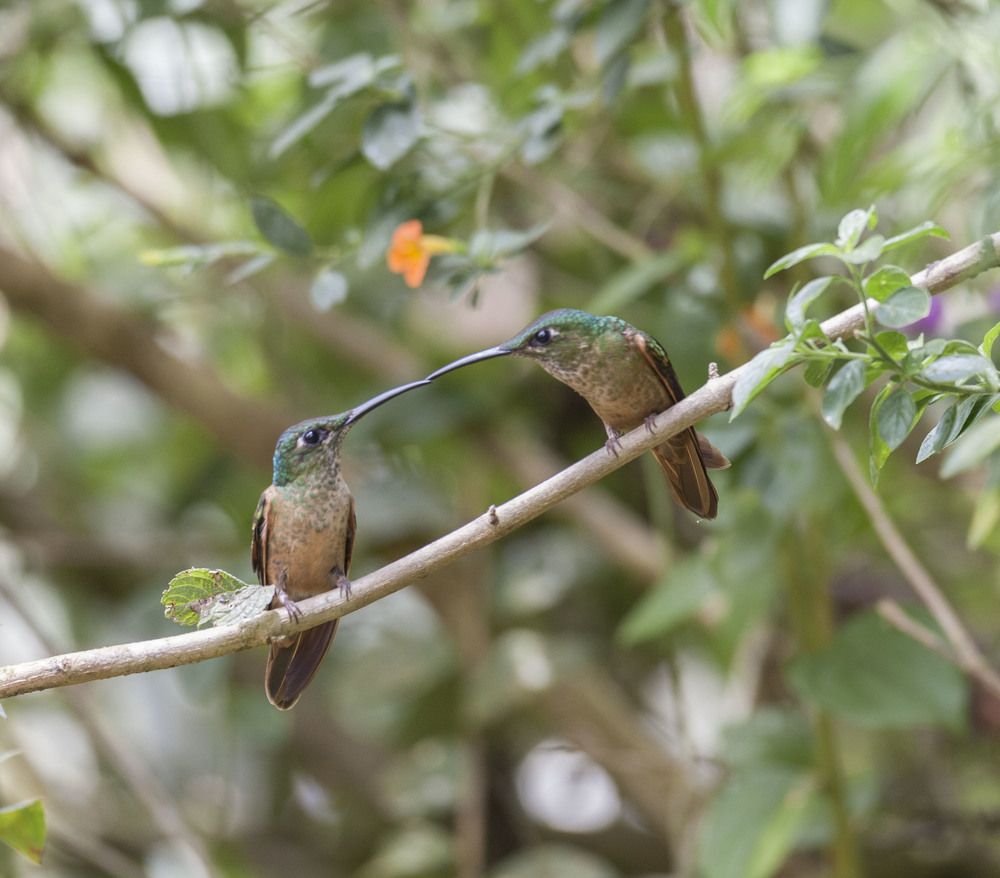 Фотография автора Oskars Smelins