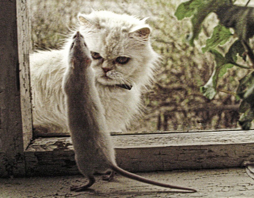 БЕЛЫЙ ТАНЕЦ