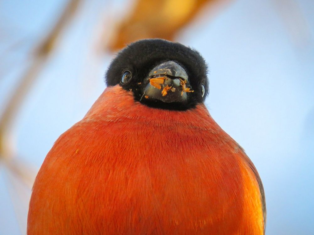 Photograph by Елена Гарипова