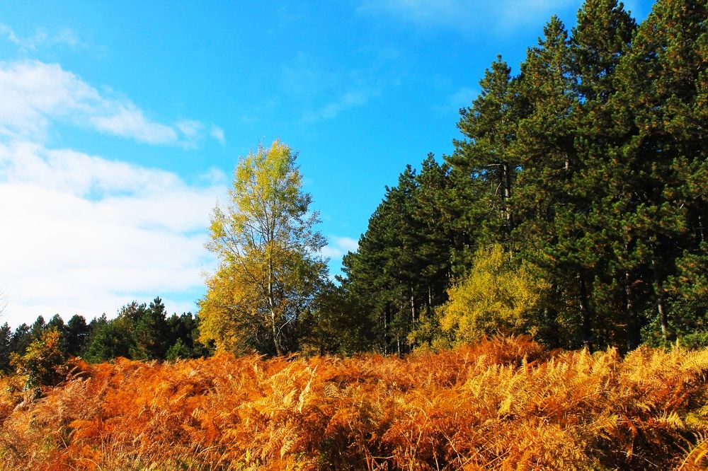 Photograph by Ljiljana Nedeljković