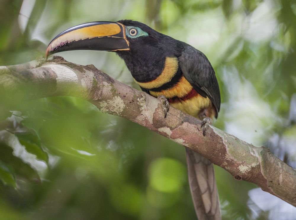 Фотография автора Oskars Smelins