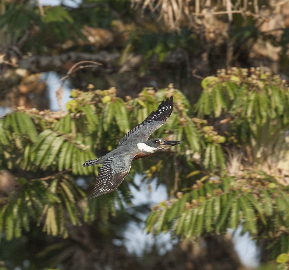 Фотография автора Oskars Smelins