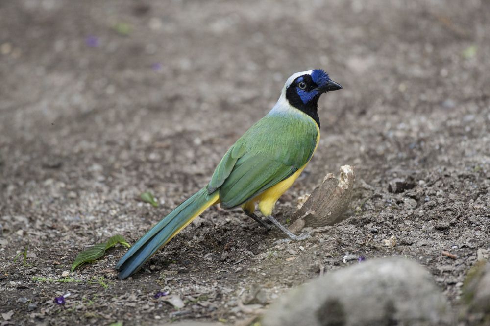 Фотография автора Oskars Smelins