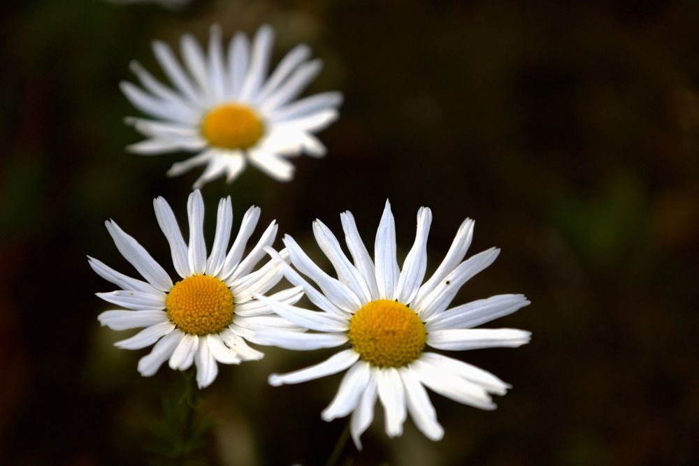 Photograph by ANDREY KISELYOV