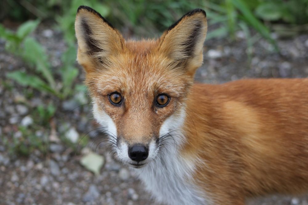 Фотография автора Адия Кочубей