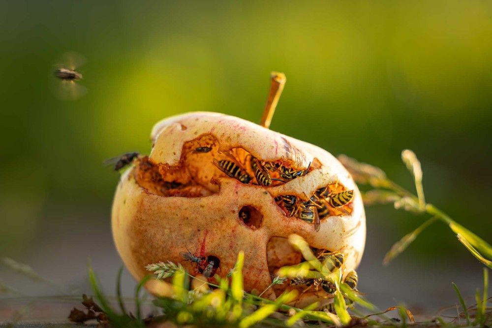 Фотография автора Елена Кошкина