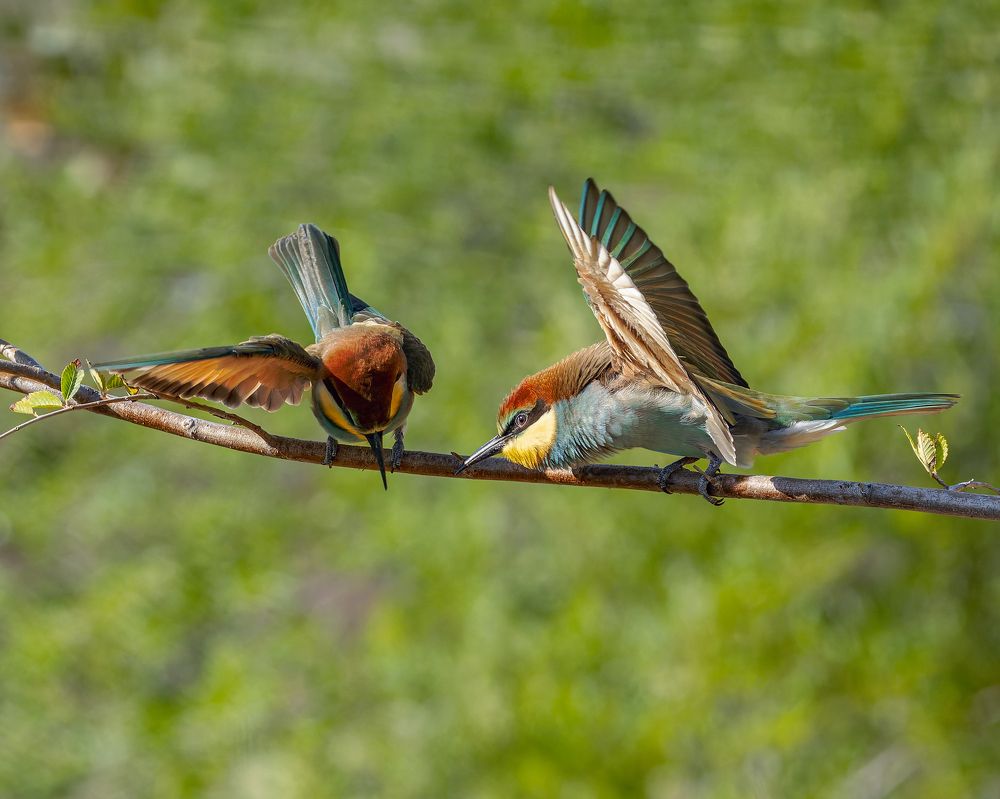 Опять уронила
