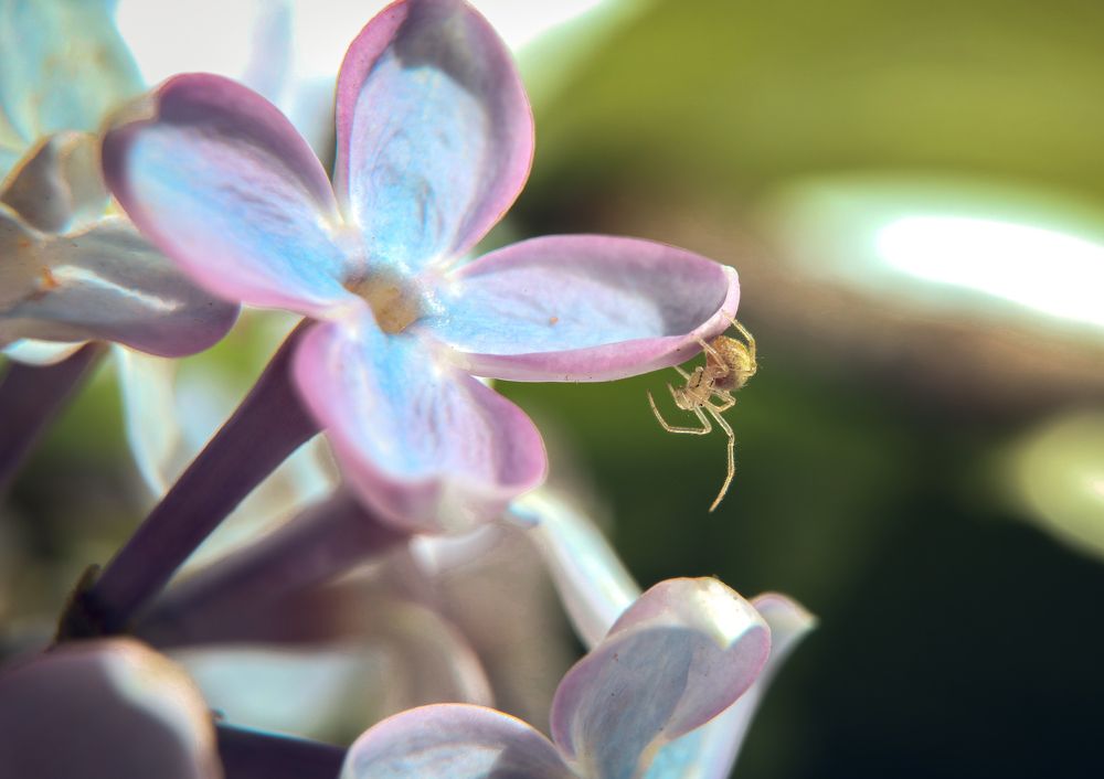 Photograph by Ольга Остапенко