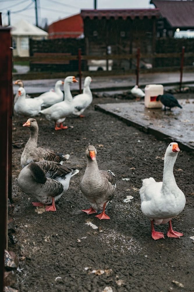 Photograph by Комплиментова