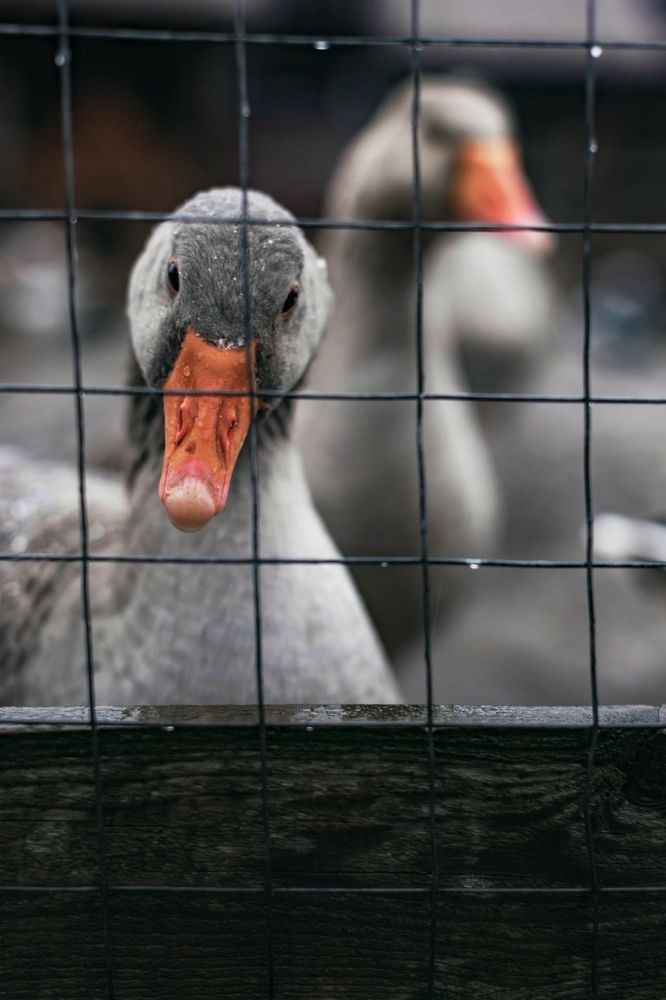 Photograph by Комплиментова