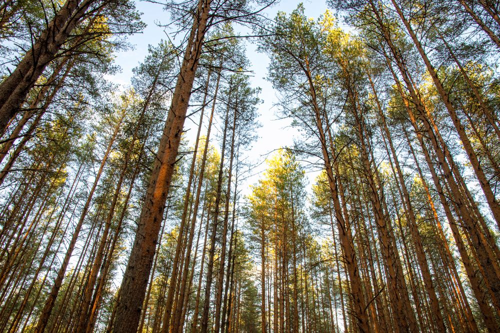 Photograph by Максим