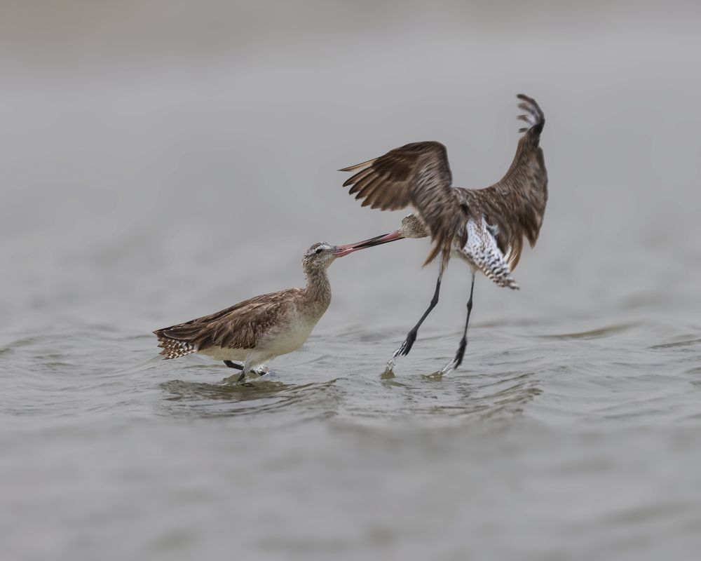 Bar-tailed godwits