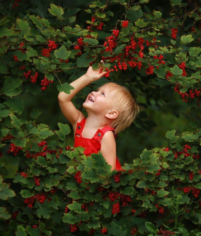 Красная смородина