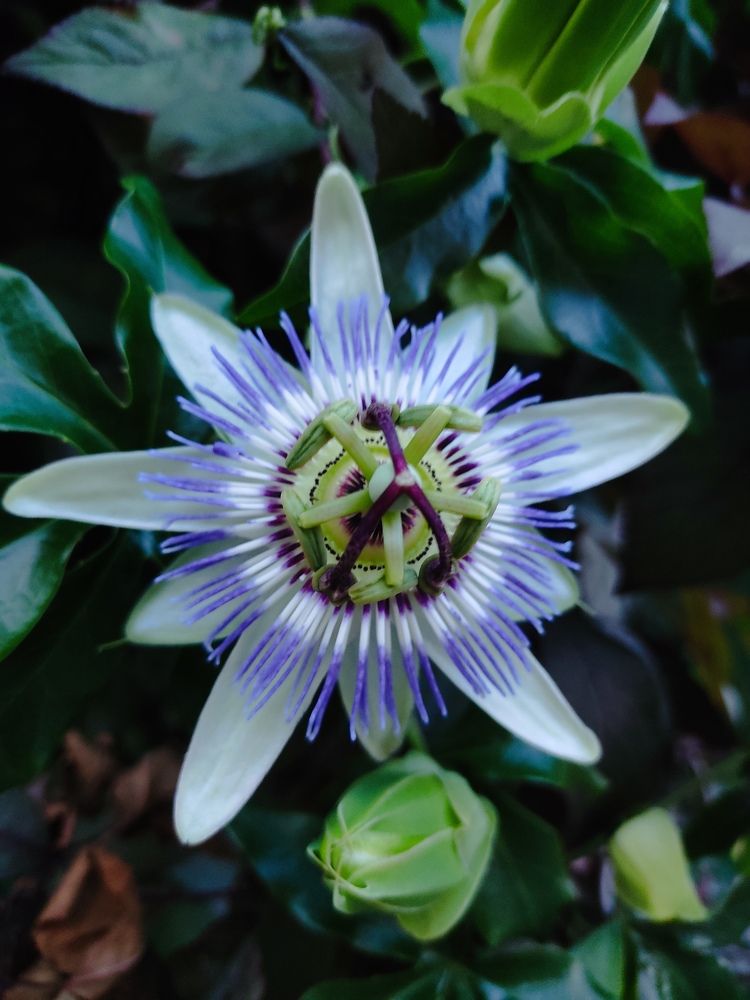 Необычный цветок