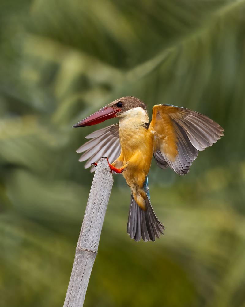 Photograph by Seeja Sadath