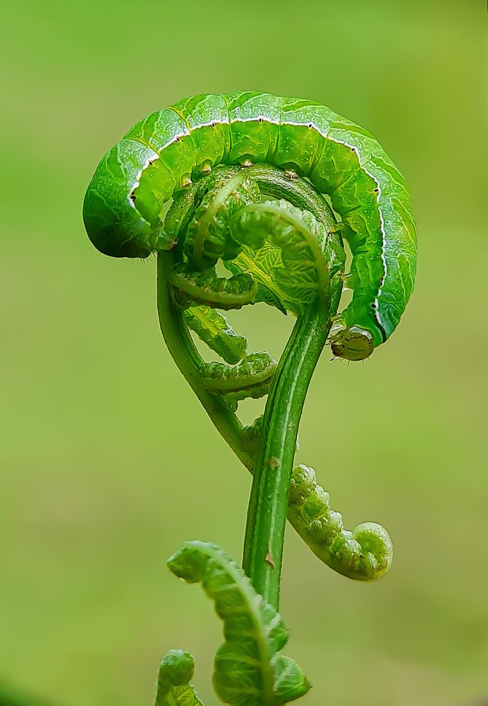 Photograph by Debolina Barman