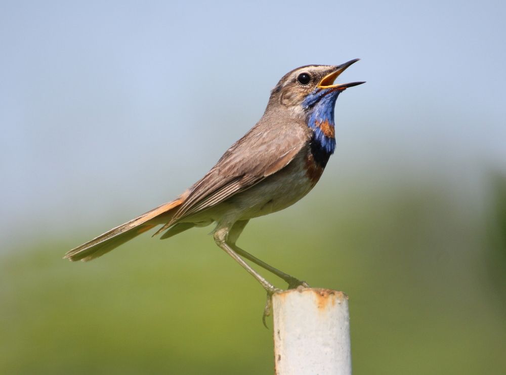 Певец весны