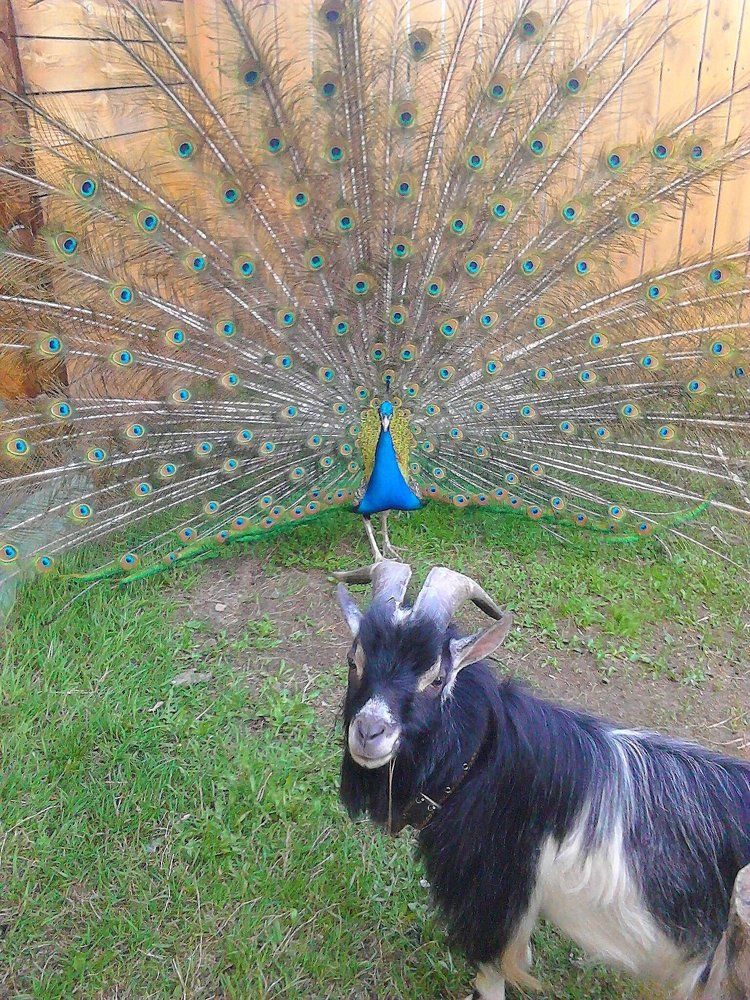 Мы отличная пара!